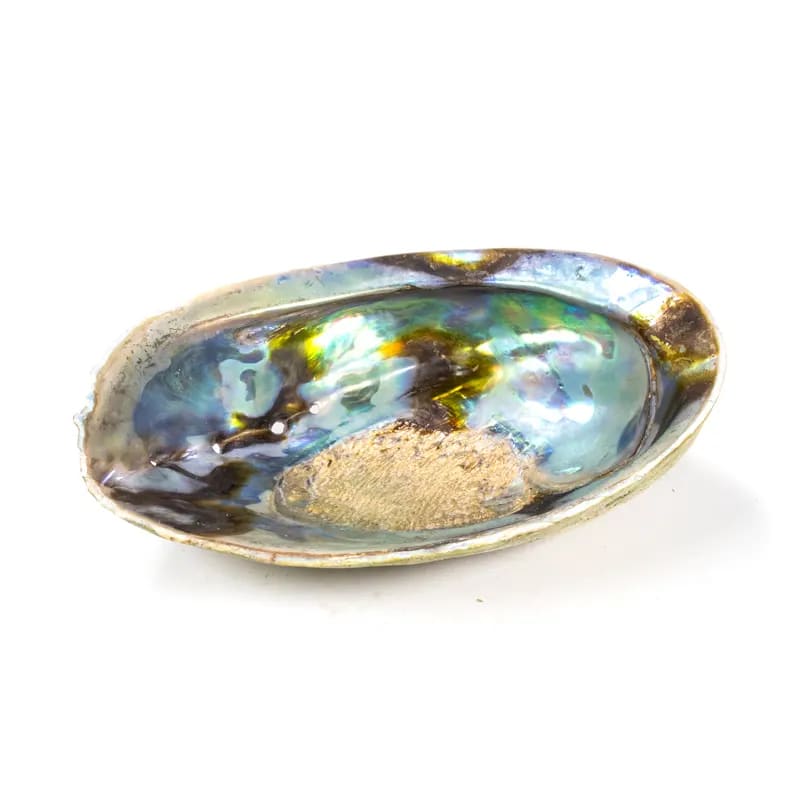 COQUILLAGE ABALONE