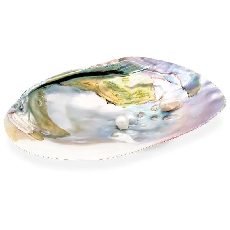 COQUILLAGE NACRE AVEC PERLE