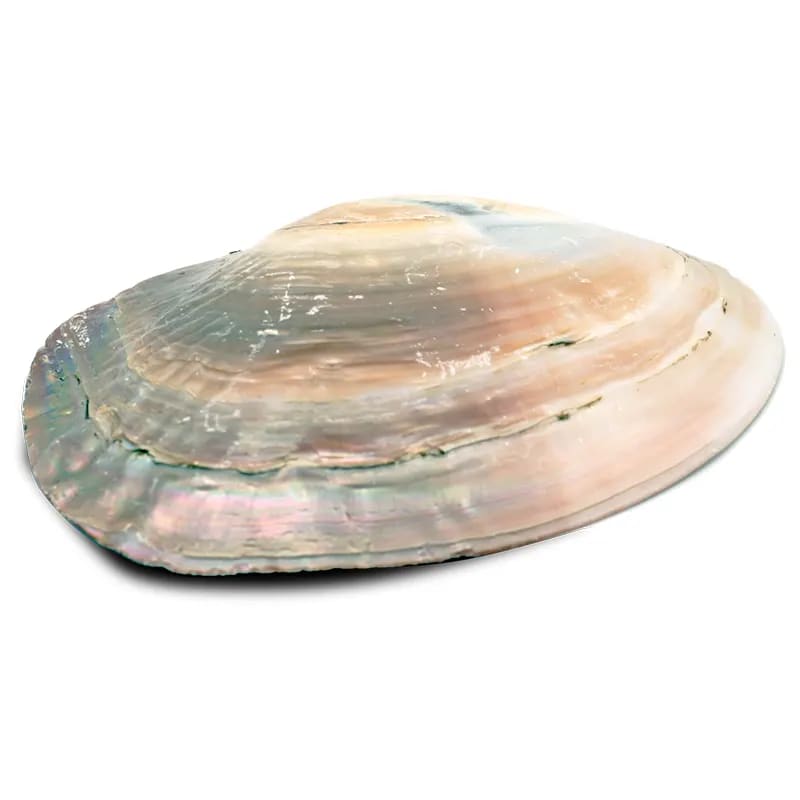 COQUILLAGE NACRE AVEC PERLE